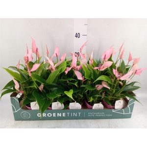 Anthurium andr. 'Lilli'