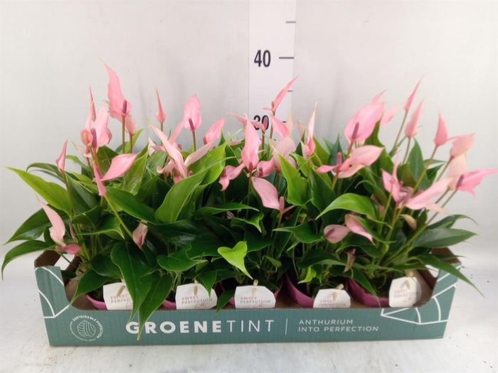<h4>Anthurium andr. 'Lilli'</h4>