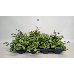 Muehlenbeckia com. 'Mao'ri'