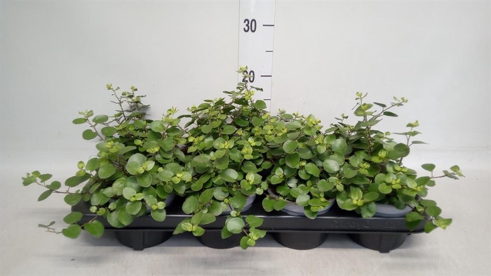 <h4>Muehlenbeckia com. 'Mao'ri'</h4>