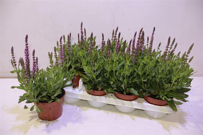 <h4>arr8 Salvia Ne Se Dp Rose</h4>