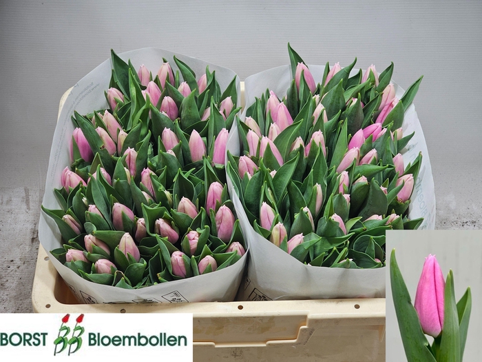 <h4>TU EN SANDOR</h4>