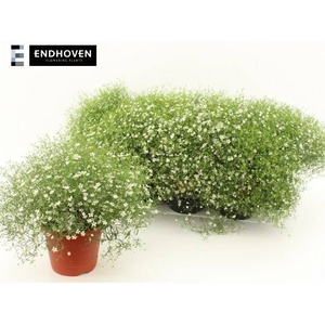 GYPS M FLEUR WHITE