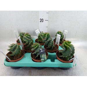 Cereus   ...