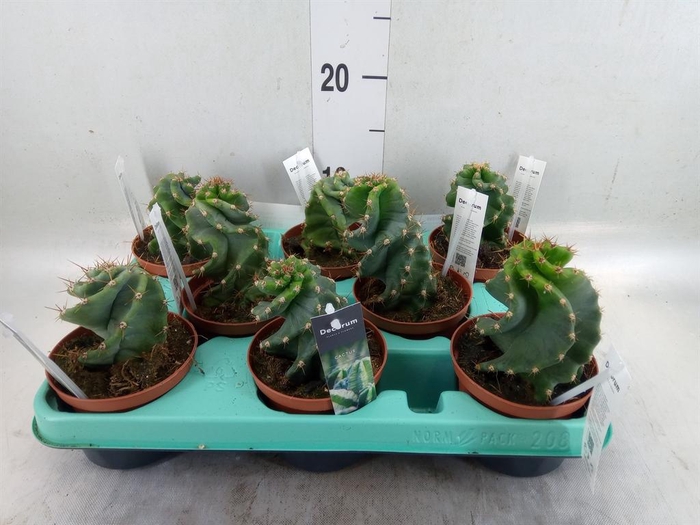 <h4>Cereus   ...</h4>