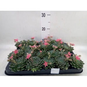 Graptopetalum tacitus