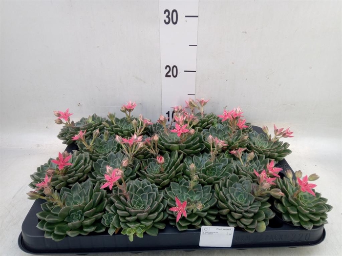 <h4>Graptopetalum tacitus</h4>