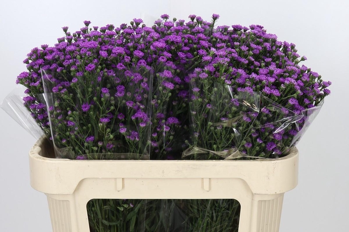 <h4>Aster Baby Pink</h4>