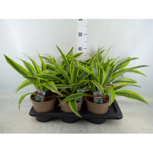 Dracaena fr de 'LemonLime'