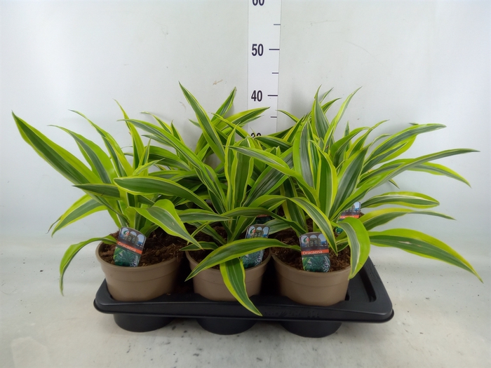 <h4>Dracaena fr de 'LemonLime'</h4>