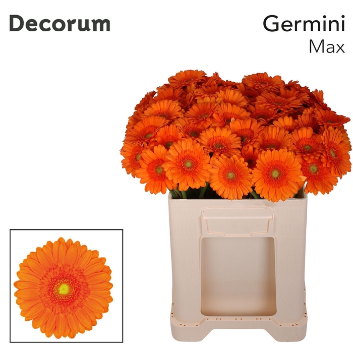 <h4>Germini Max Water</h4>