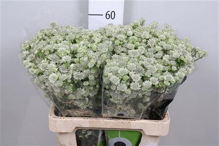 <h4>Astr Billion Stars</h4>