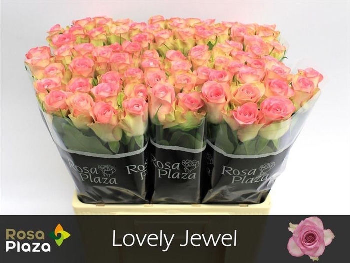 <h4>R GR LOVELY JEWEL</h4>