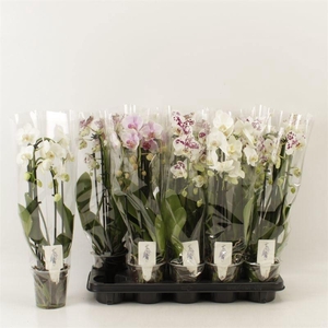 PHAL EL CASCADE
