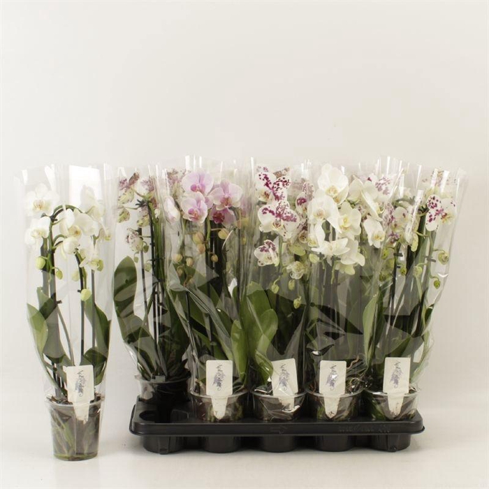 <h4>PHAL EL CASCADE</h4>