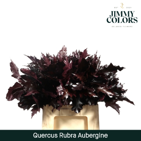 Quercus Rubra L60 Klbh. Aubergine