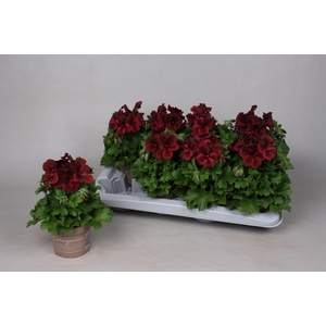 PEL GR REGA CHOCOLAT