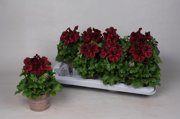 <h4>PEL GR REGA CHOCOLAT</h4>