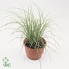 Carex brunnea 'Jubilo' p5,5