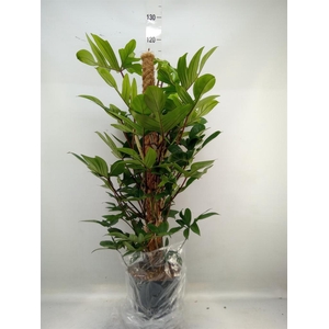 Philodendron pedatum