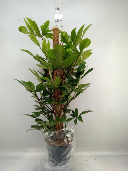 <h4>Philodendron pedatum</h4>