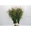 Chasmanthium Green