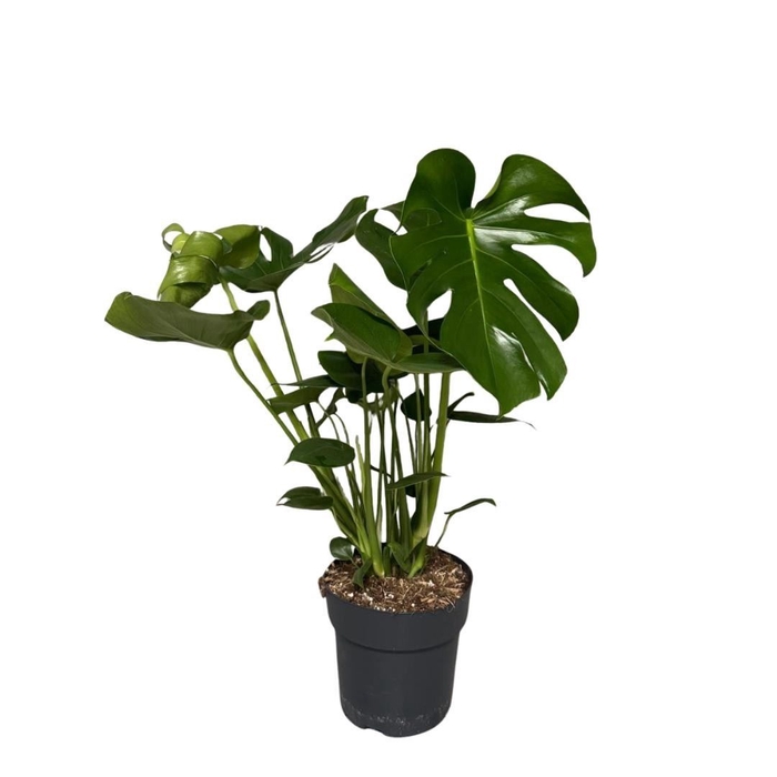 <h4>Monstera deliciosa</h4>