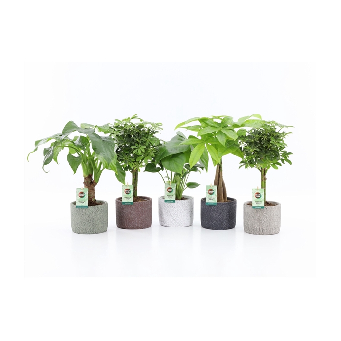 <h4>Jungle Mix in Classic Stone</h4>