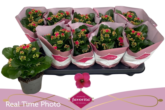 <h4>KAL EN THALIA</h4>