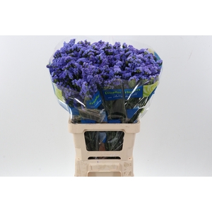 Lim S Lavender Blue