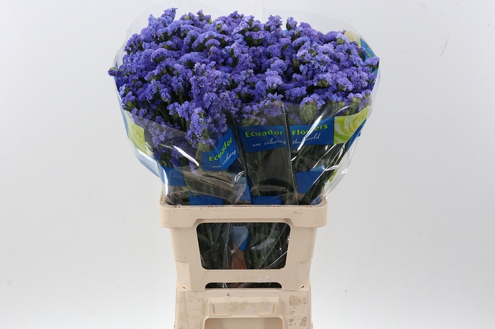 <h4>Lim S Lavender Blue</h4>