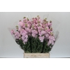 Matthiola Iron Cherry Blossom