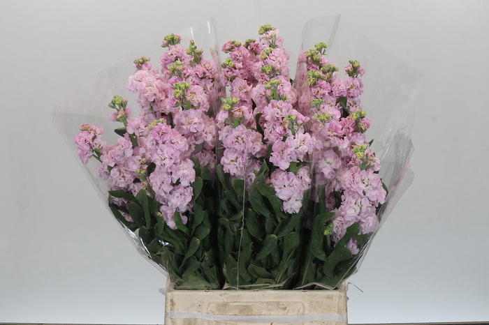 Matthiola Iron Cherry Blossom