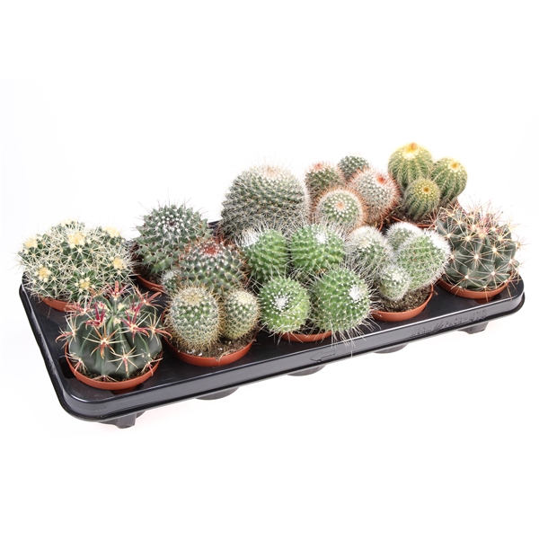 <h4>Cactus bol mix</h4>