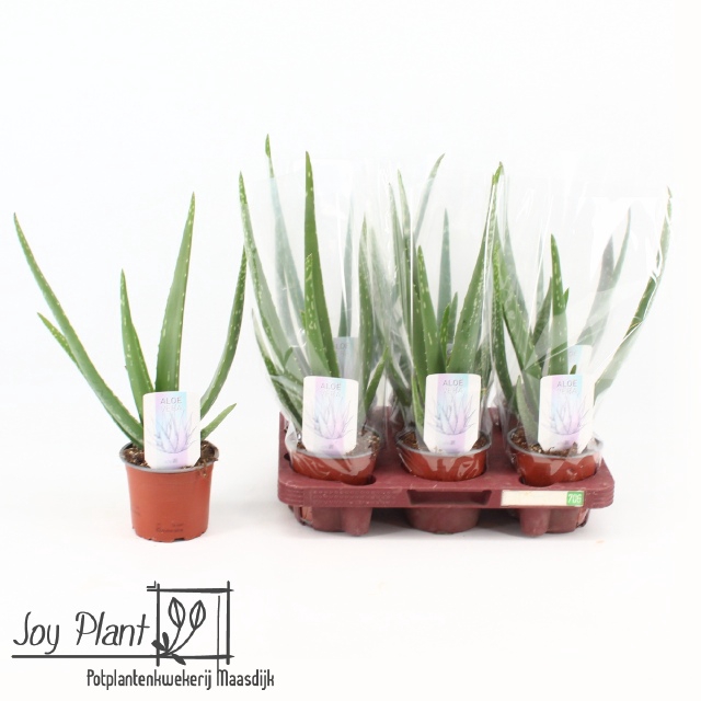 <h4>ALOE VERA</h4>