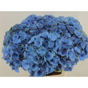 Hydr M Roy Crown Bl 60cm