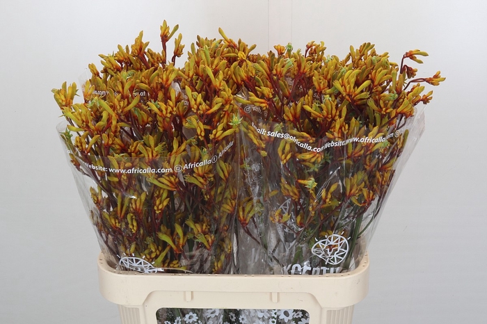 Kangaroo Paw Gold Fever