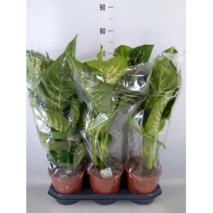 Dieffenbachia seg. 'Tropic Snow'