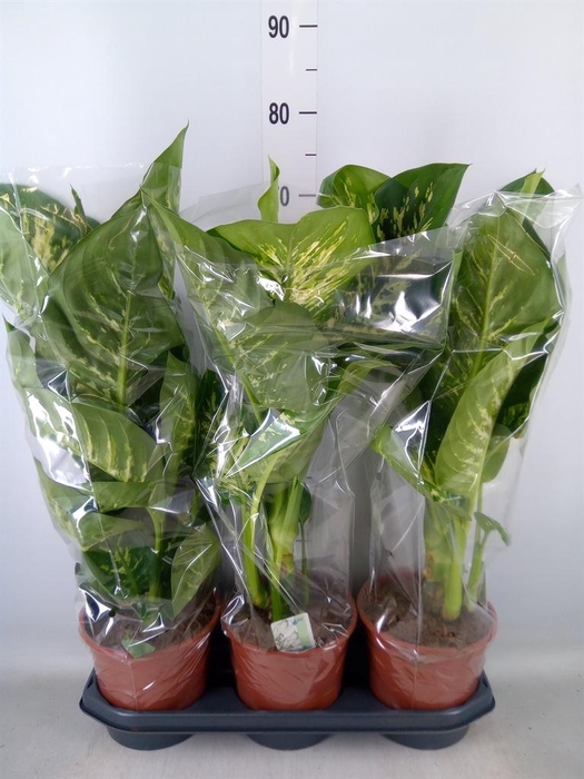 <h4>Dieffenbachia seg. 'Tropic Snow'</h4>