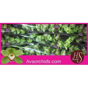 CYMB T EMERALD 50 CM