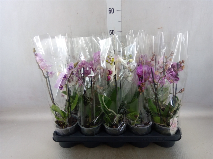 <h4>Phalaenopsis multi.   ...mix  4</h4>