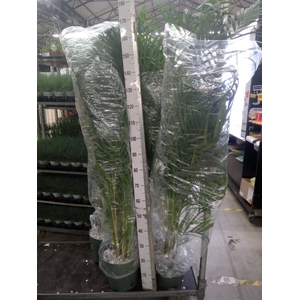 Dypsis lutescens   ...Chrysalidoca