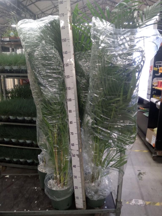 <h4>Dypsis lutescens   ...Chrysalidoca</h4>