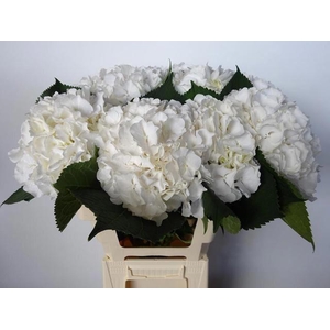 HORT WHITE VERENA