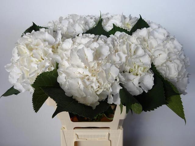 <h4>HORT WHITE VERENA</h4>