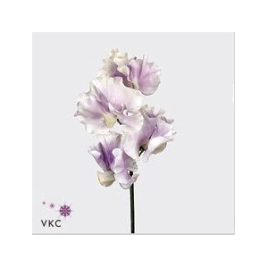 Lathyrus wedding lavender