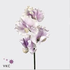 <h4>Lathyrus wedding lavender</h4>