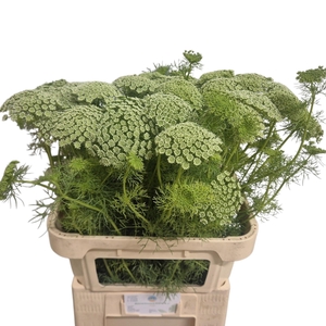 AMMI VISNAGA