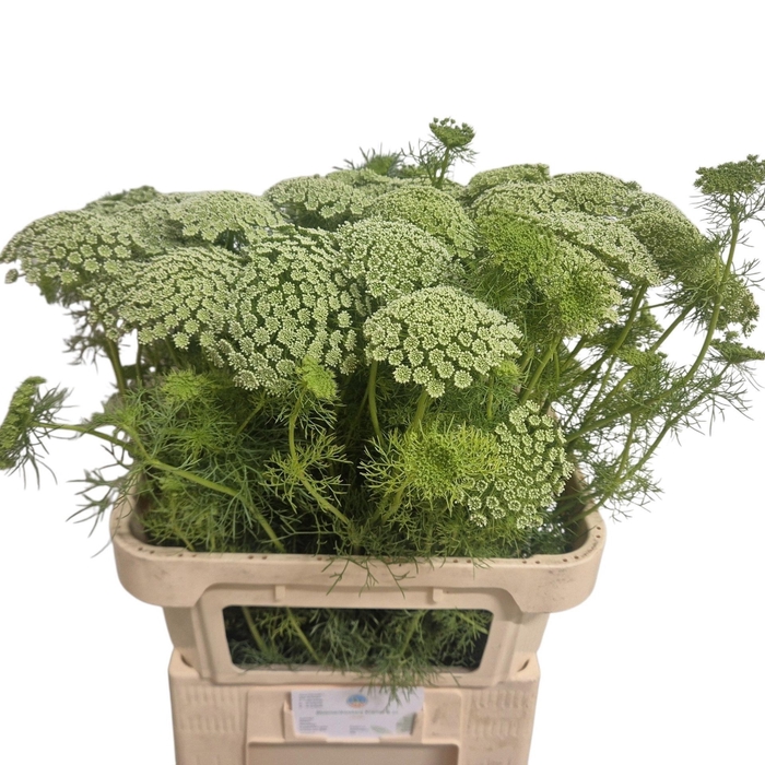 <h4>AMMI VISNAGA</h4>