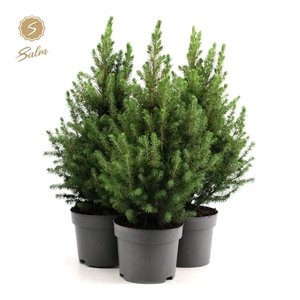 Picea gl. 'December'® P17 35/40